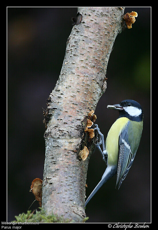 Great Tit