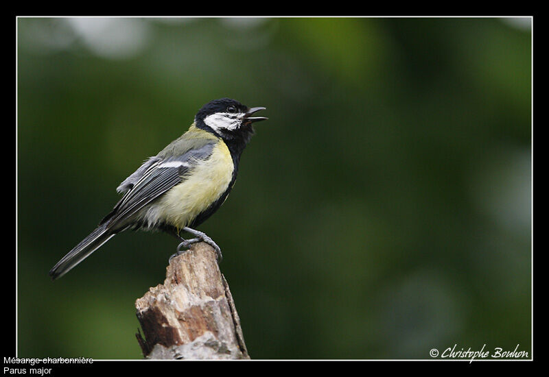 Mésange charbonnière, identification, chant