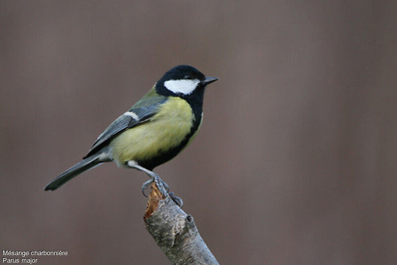 Mésange charbonnière, identification