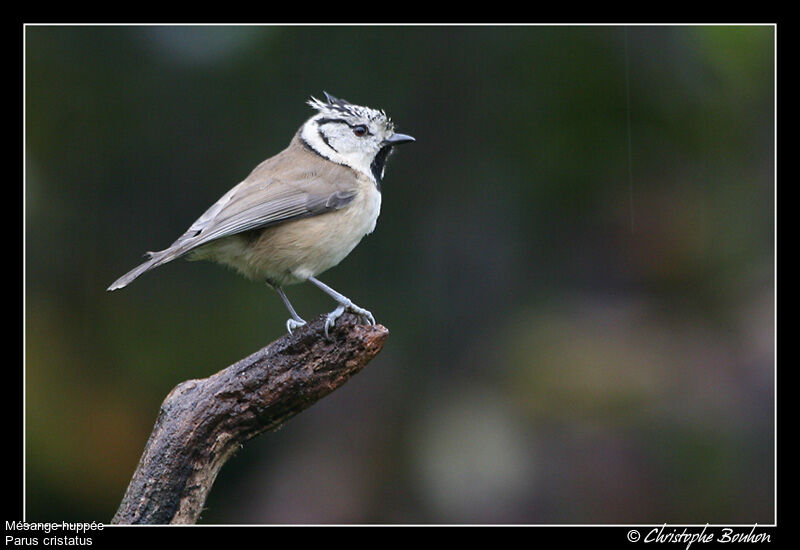 Mésange huppée