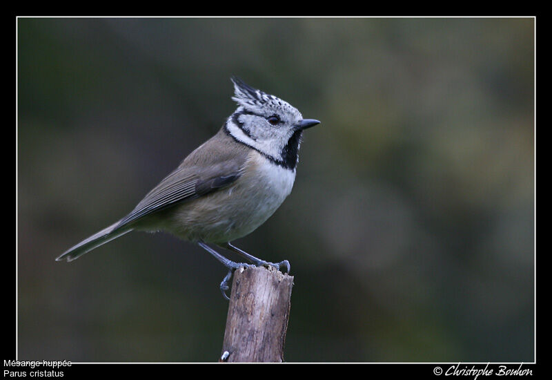 Mésange huppée