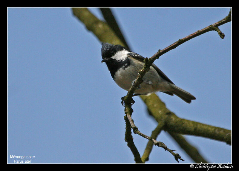 Mésange noireadulte