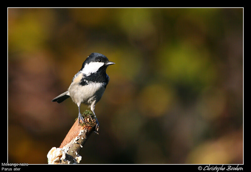 Coal Tit