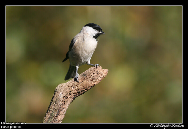 Marsh Tit