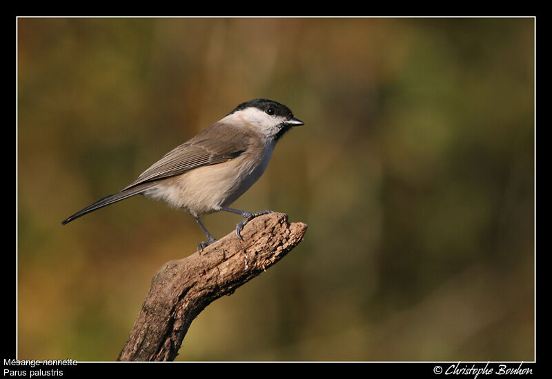 Mésange nonnette