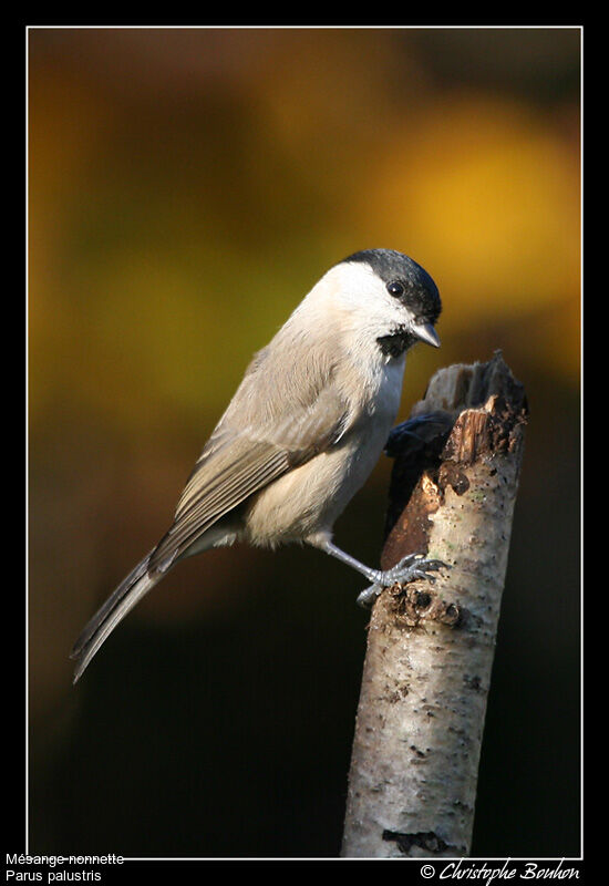 Mésange nonnette