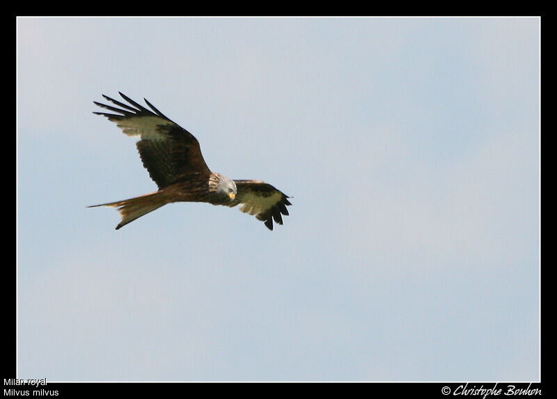 Red Kite