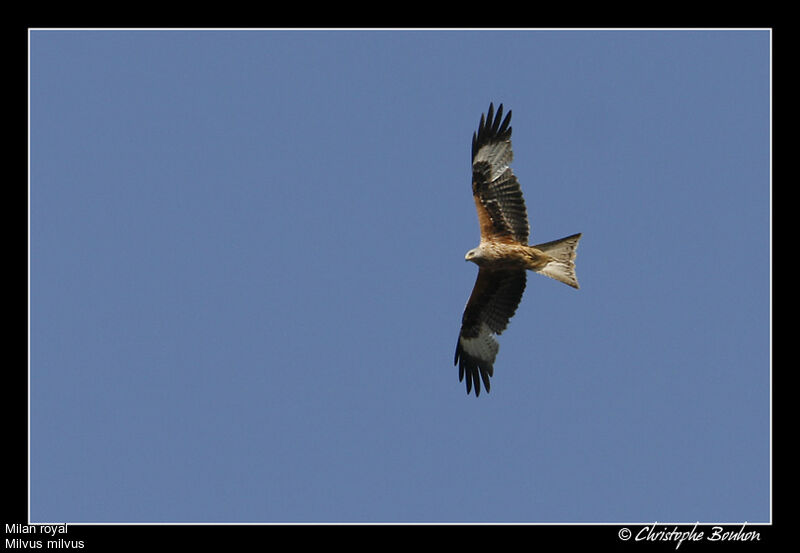 Red Kite, Flight