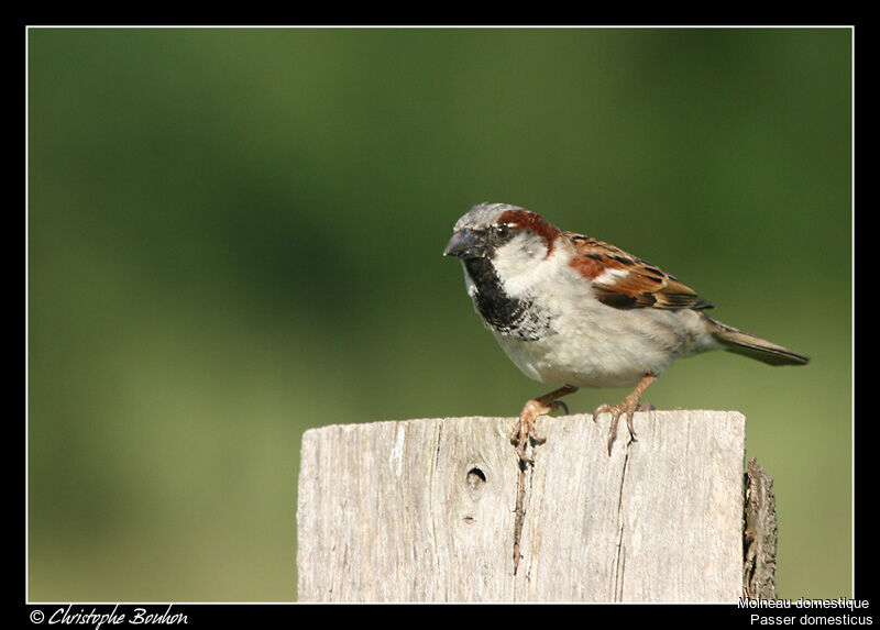 Moineau domestique mâle adulte