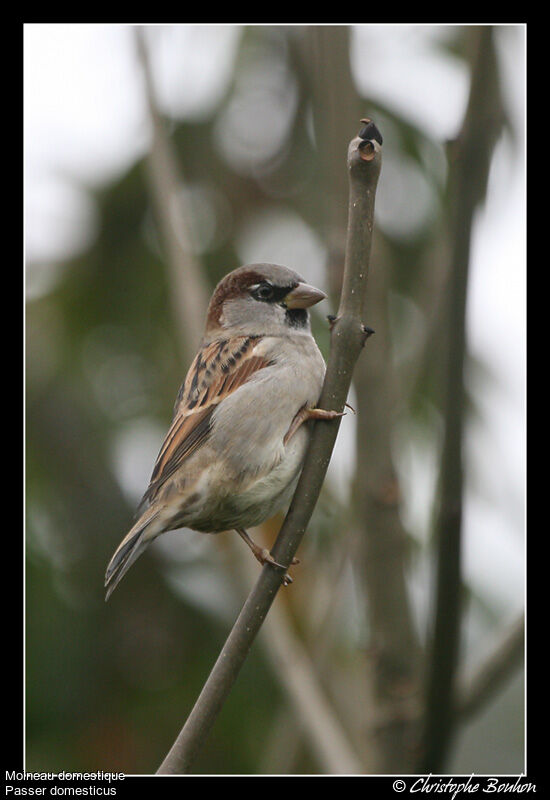 House Sparrow