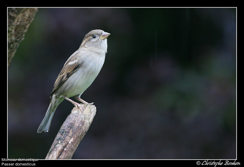 House Sparrow