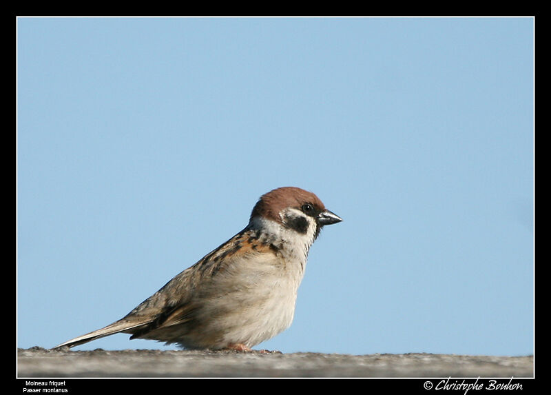 Moineau friquet mâle adulte