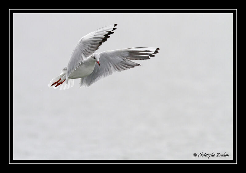 Mouette rieuse, Vol