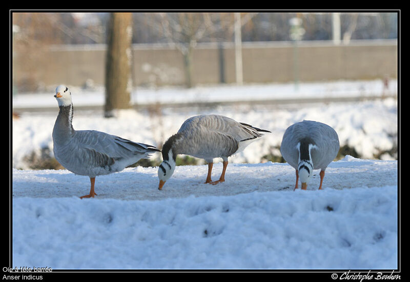 Bar-headed Goose, identification