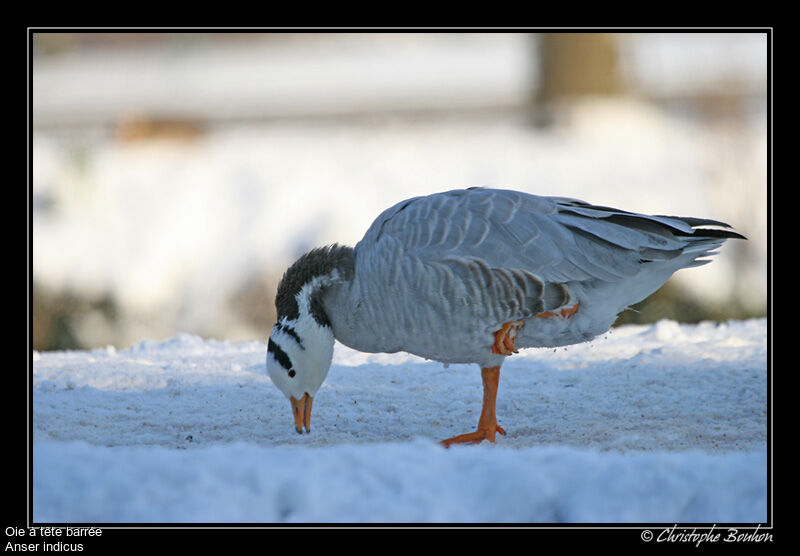 Bar-headed Goose, identification