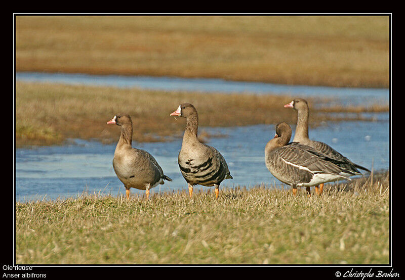 Greater White-fronted Goose