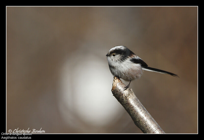 Long-tailed Tit, identification