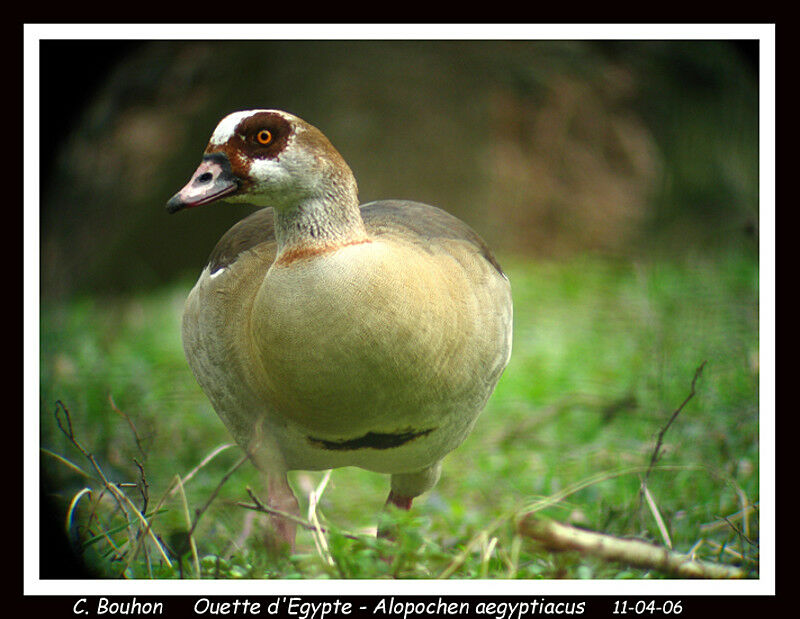 Egyptian Goose