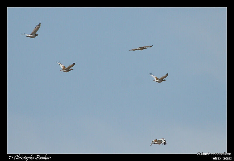 Little Bustard