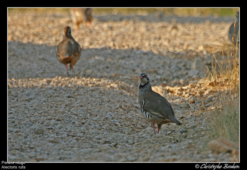 Red-legged Partridge