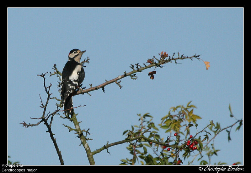 Great Spotted Woodpecker