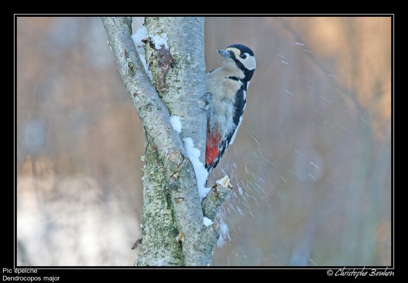 Great Spotted Woodpecker