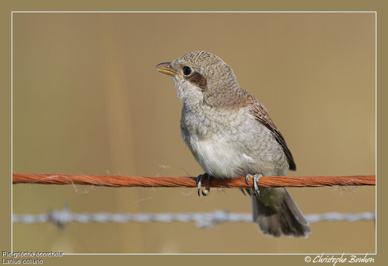 Pie-grièche écorcheurjuvénile, identification