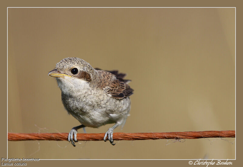 Red-backed Shrikejuvenile, identification