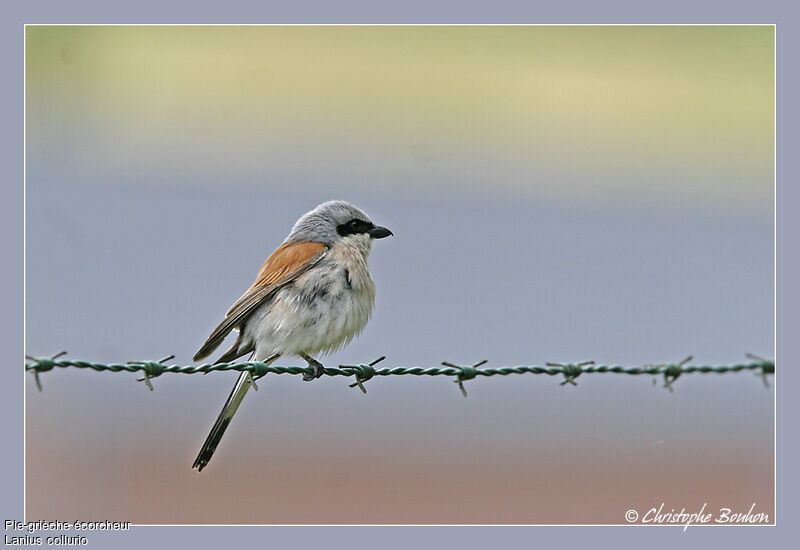 Pie-grièche écorcheur mâle adulte, identification