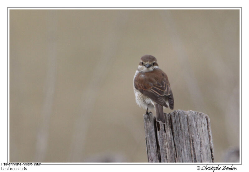 Red-backed Shrike female