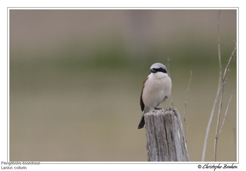 Pie-grièche écorcheur mâle, identification