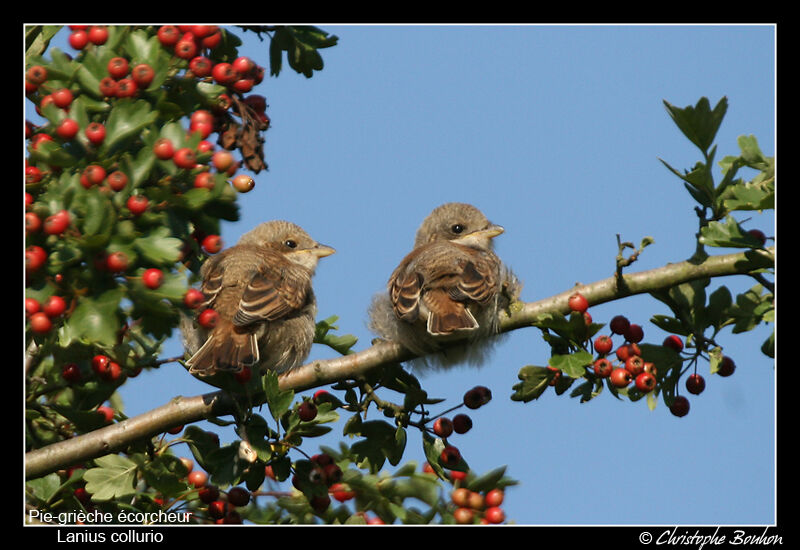 Red-backed ShrikeFirst year