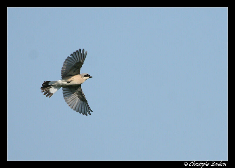 Red-backed Shrike male adult