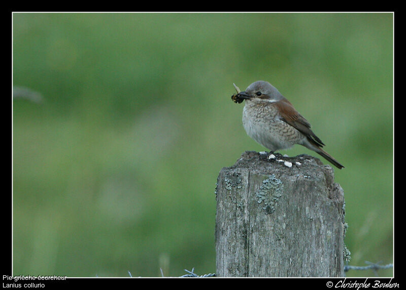 Red-backed Shrike female adult