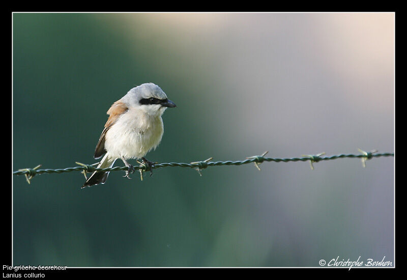 Pie-grièche écorcheur mâle, identification