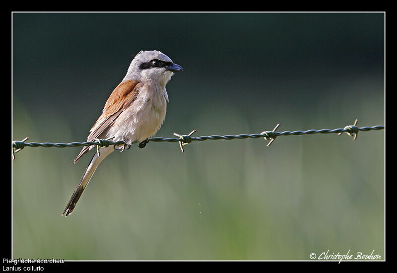 Red-backed Shrike male, identification, Behaviour