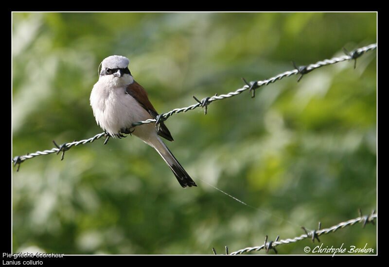 Pie-grièche écorcheur mâle, identification, Comportement