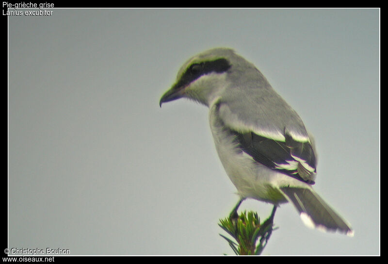 Great Grey Shrike