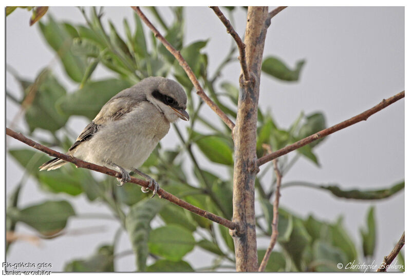 Great Grey Shrikejuvenile