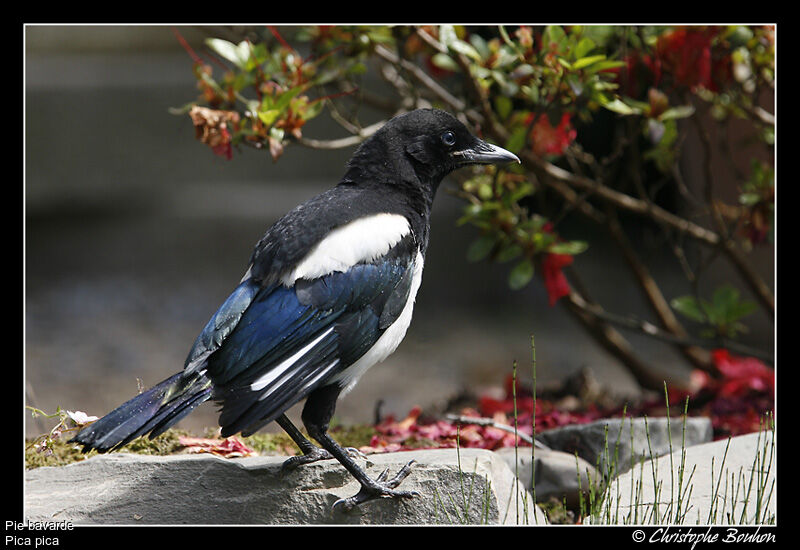 Pie bavarde, identification