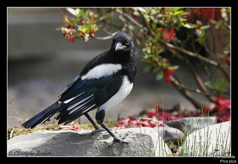 Eurasian Magpie, identification