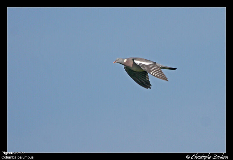 Common Wood Pigeon