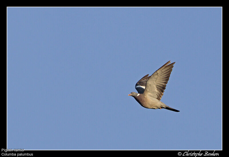 Common Wood Pigeon, Flight