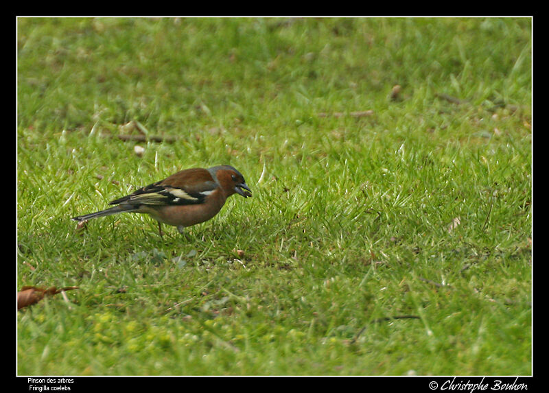 Eurasian Chaffinch