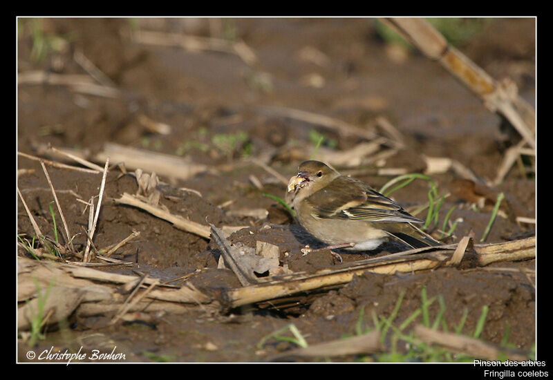 Eurasian Chaffinch