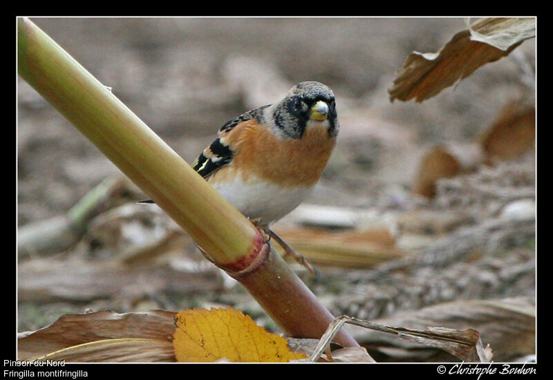 Brambling