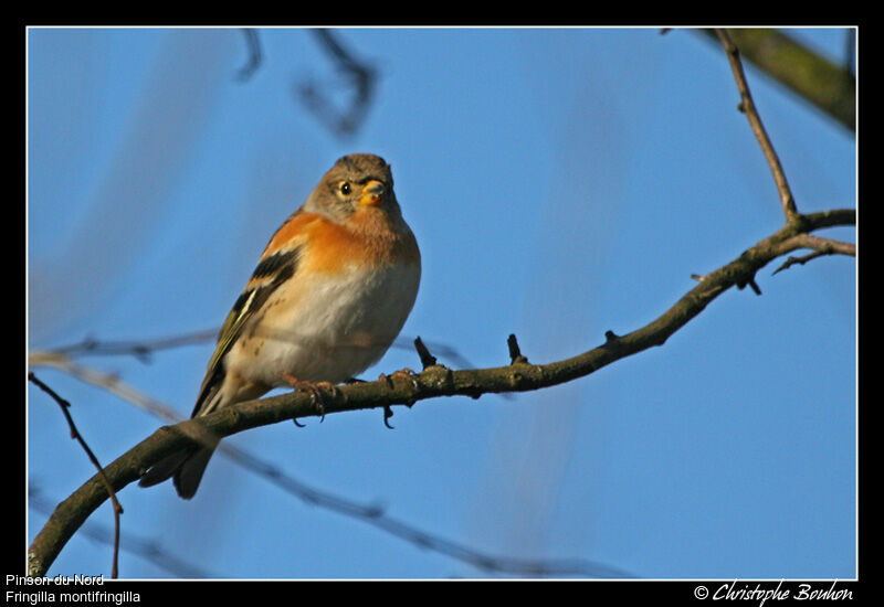 Brambling