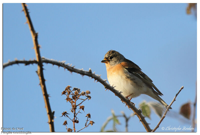 Pinson du Nord, identification