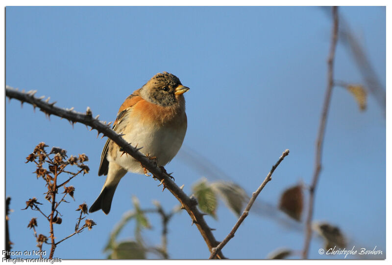 Brambling, identification