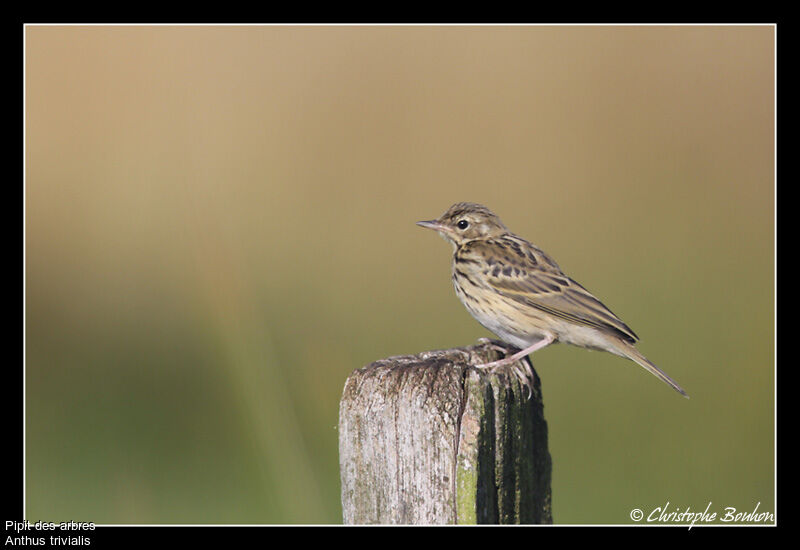 Tree Pipit, identification